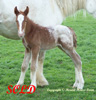 Traditional spotted cob foals
